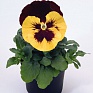 Виола виттрока (Viola wittrockiana)