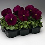 Виола Виттрока (Viola wittrockiana) Виола Виттрока (Viola wittrockiana)