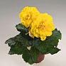 Бегония клубневая махровая (Begonia tuberhybrida)
