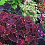 Колеус гибридный (Coleus х hybrida) Колеус гибридный (Coleus х hybrida)