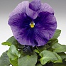 Виола Виттрока (Viola wittrockiana) Виола Виттрока (Viola wittrockiana)