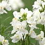 Льнянка марокканская (Linaria maroccana)