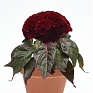 Целозия гребенчатая (Celosia cristata)