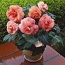 Бегония клубневая махровая (Begonia tuberhybrida)