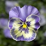 Виола Виттрока (Viola wittrockiana) Виола Виттрока (Viola wittrockiana)