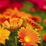 Герань (пеларгония садовая) (Pelargonium x hortorum)