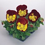 Виола виттрока (Viola wittrockiana) Виола виттрока (Viola wittrockiana)