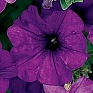 Петуния ампельная гибридная (Petunia х hybrida)