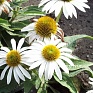 Эхинацея пурпурная (Echinacea purpurea)