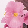 Бегония вечноцветущая (бронзовая листва) (Begonia semperflorens)