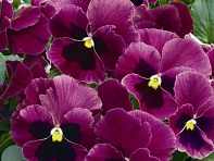Виола Виттрока (Mariposa F1) Виола Виттрока (Mariposa F1)