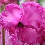 Цикламен персидский (Cyclamen persicum) Цикламен персидский (Cyclamen persicum)