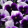 Виола Виттрока (Viola wittrockiana) Виола Виттрока (Viola wittrockiana)