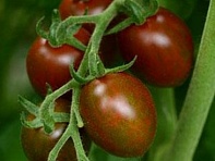 Томат (Chocolate Sprinkles) Томат (Chocolate Sprinkles)