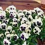 Виола Виттрока (Viola wittrockiana) Виола Виттрока (Viola wittrockiana)