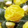 Бегония клубневая махровая ампельная (Begonia tuberhybrida) Бегония клубневая махровая ампельная (Begonia tuberhybrida)