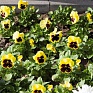 Виола виттрока (Viola wittrockiana)
