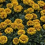 Бархатцы отклоненные (Tagetes patula) Бархатцы отклоненные (Tagetes patula)