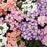 Вербена гибридная (Verbena hybrida)