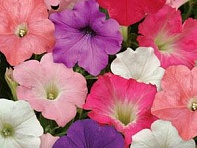 Петуния ампельная гибридная (Easy Wave F1)