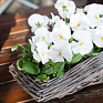 Виола виттрока (Viola wittrockiana)