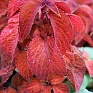 Колеус гибридный (Coleus х hybrida) Колеус гибридный (Coleus х hybrida)