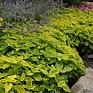 Колеус гибридный (Coleus х hybrida)