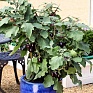 Баклажан (Solanum melongena) Баклажан (Solanum melongena)