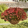 Бегония гибридная ампельная (зеленая листва) (Begonia hybrida) Бегония гибридная ампельная (зеленая листва) (Begonia hybrida)