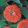 Цинния изящная (Zinnia elegans)