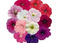 Петуния ампельная гибридная (Success! TR F1)