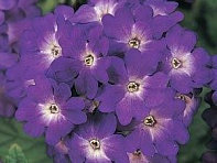 Вербена гибридная (Quartz Standard)