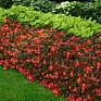 Бегония гибридная ампельная (зеленая листва) (Begonia hybrida) Бегония гибридная ампельная (зеленая листва) (Begonia hybrida)