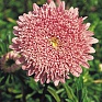 Астра китайская (Callistephus chinensis)