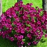 Петуния ампельная гибридная (Petunia x hybrida)