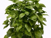 Базилик благородный (Everleaf Genovese) Базилик благородный (Everleaf Genovese)