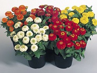 Цинния изящная (Zinnita) Цинния изящная (Zinnita)