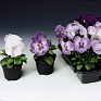 Виола Виттрока (Viola wittrockiana) Виола Виттрока (Viola wittrockiana)