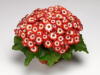 Цинерария гибридная (Venezia F1)