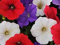 Петуния ампельная гибридная (Shock Wave F1)