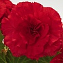 Бегония клубневая махровая (Begonia tuberhybrida)