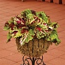 Колеус гибридный (Coleus х hybrida)