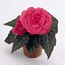 Бегония клубневая махровая (Begonia tuberhybrida)