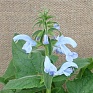 Шалфей отклоненный (Salvia patens) Шалфей отклоненный (Salvia patens)