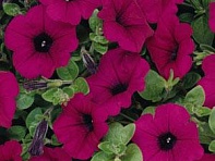 Петуния ампельная гибридная (Wave F1)