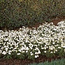 Гвоздика турецкая (Dianthus barbatus)