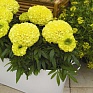 Бархатцы прямостоячие (Tagetes erecta)