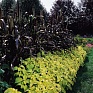 Колеус гибридный (Coleus х hybrida) Колеус гибридный (Coleus х hybrida)