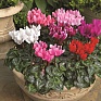 Цикламен персидский (Cyclamen persicum)
