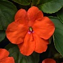 Бальзамин Уоллера (Impatiens walleriana) Бальзамин Уоллера (Impatiens walleriana)